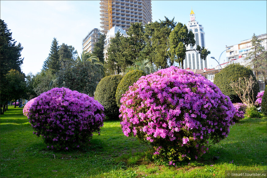 Blossoming Batum