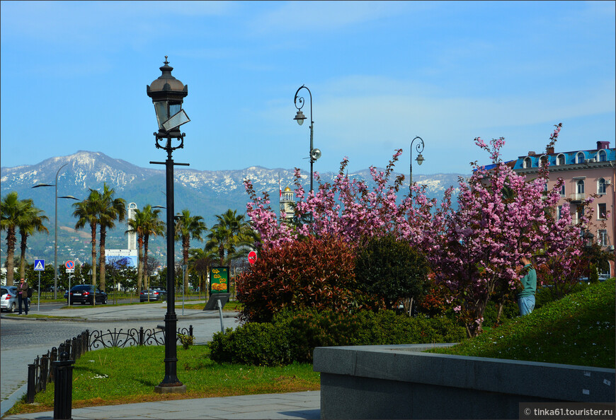 Blossoming Batumi