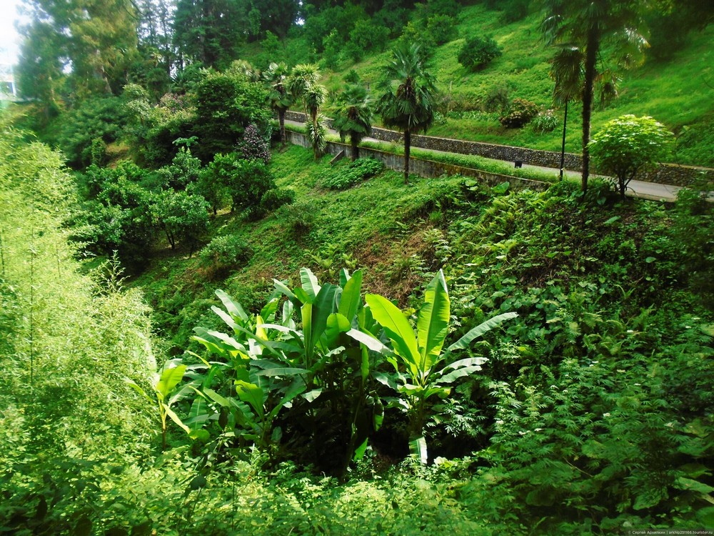Batumi Botanical Garden