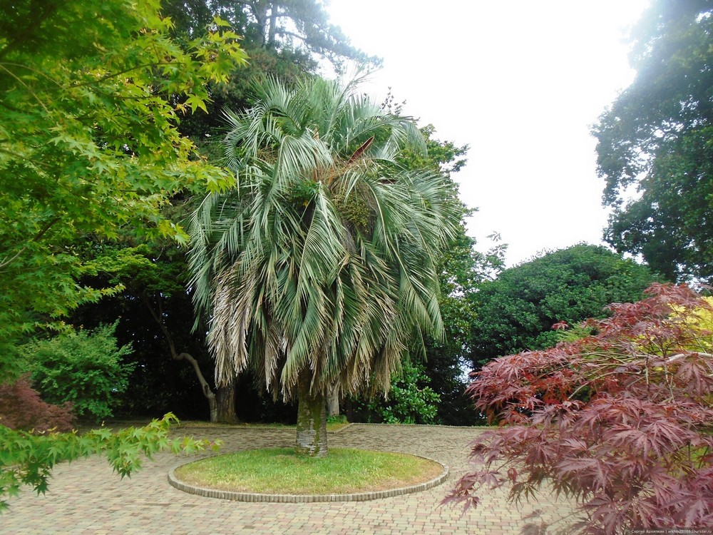 Batumi Botanical Garden